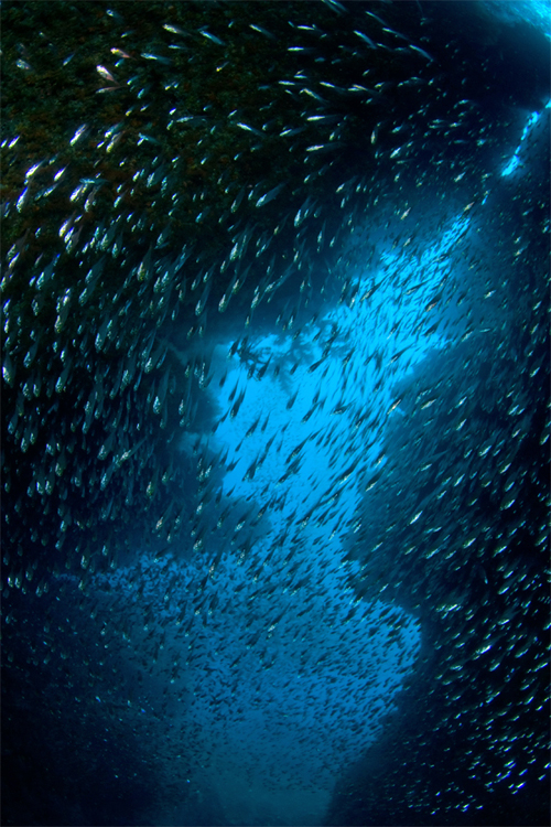 キンメモドキ_e0158261_6475160.jpg