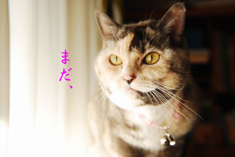 華美なねこ。_c0109663_10312510.jpg