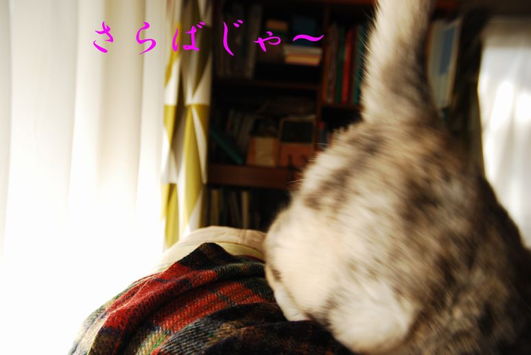 華美なねこ。_c0109663_1032362.jpg