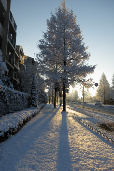 雪の朝_c0220463_10522.jpg