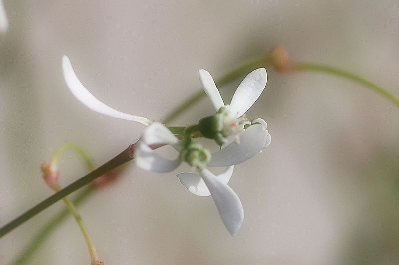 雪花草（ユキハナソウ）_b0184864_16494771.jpg