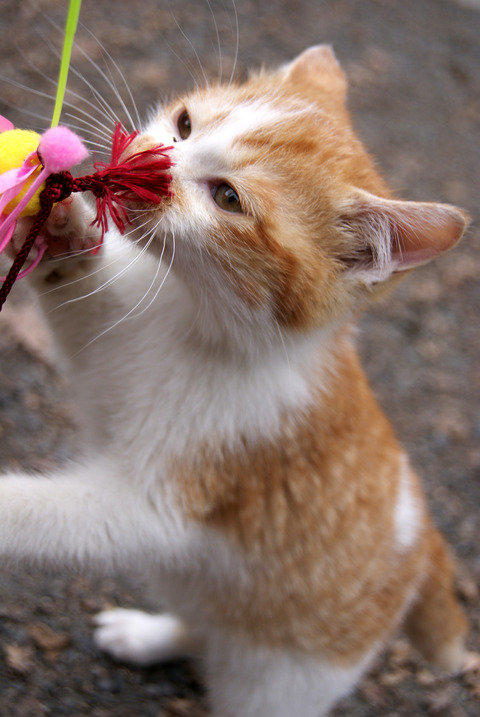 子猫に萌え～。。。_c0183167_22223618.jpg