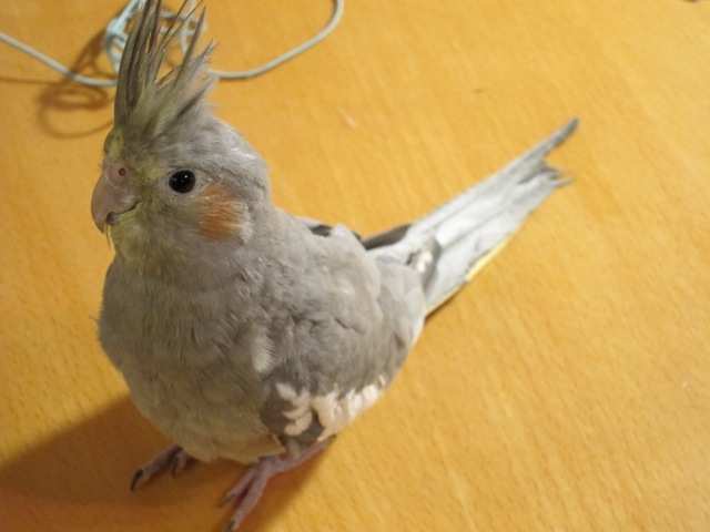 ニューフェイス！コゴシ君_d0244370_5103062.jpg