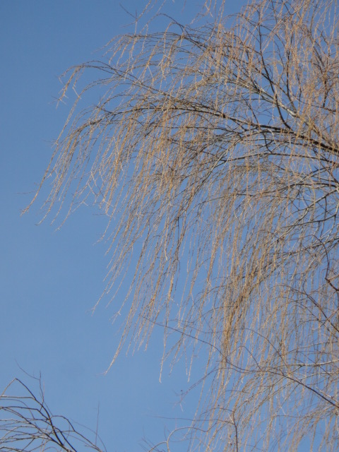 f0137275_4212287.jpg