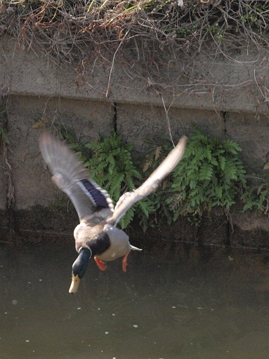 日光川の野鳥(３) マガモ_e0250588_1148557.jpg