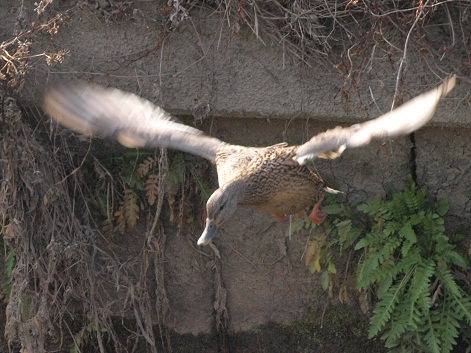 日光川の野鳥(３) マガモ_e0250588_11491184.jpg