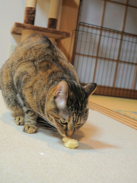 ウマウマ!!_a0126590_521288.jpg