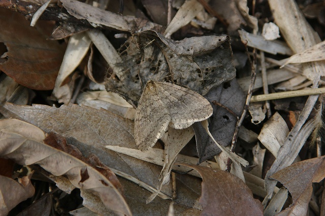 e0070891_18133286.jpg