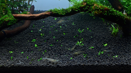 トロピカ社のグロッソ植栽 8日経過 水草水槽 と 写真 と 音楽