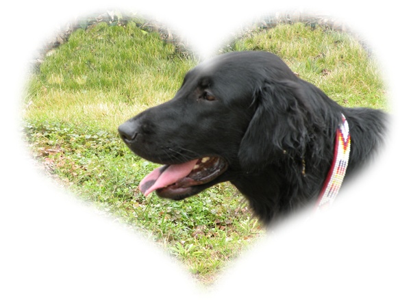 ☆彡 Genki’ｓ　PUPPY誕生 ☆彡　_f0176499_18513965.jpg