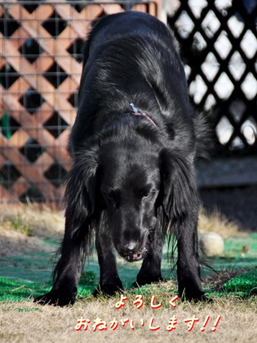 ☆彡 Genki’ｓ　PUPPY誕生 ☆彡　_f0176499_19231056.jpg