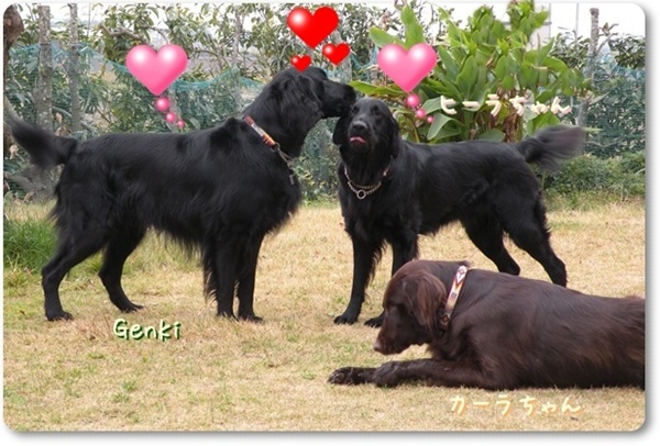 ☆彡 Genki’ｓ　PUPPY誕生 ☆彡　_f0176499_2036384.jpg