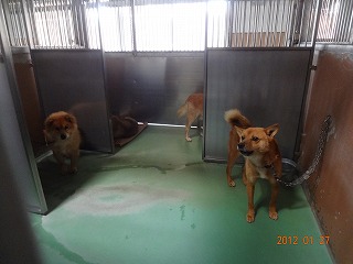 熊本市動物愛護センター訪問!_d0050503_903879.jpg