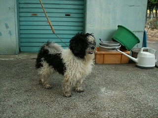 熊本市動物愛護センター訪問!_d0050503_9143470.jpg