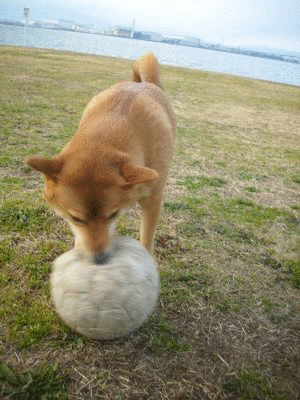 e0232505_2335271.gif
