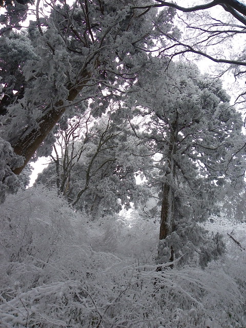 雪の金剛山　コゲラとヤマガラ_a0037019_645839.jpg