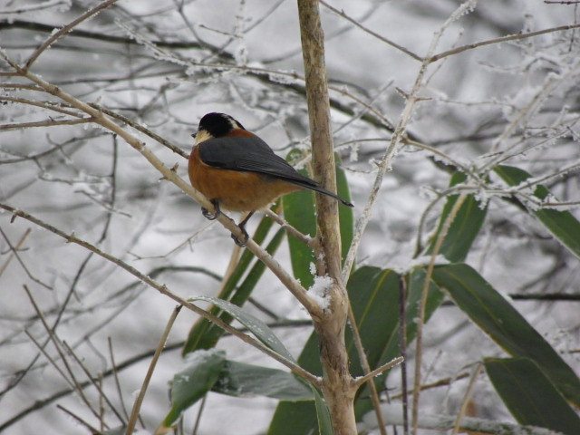 雪の金剛山　コゲラとヤマガラ_a0037019_647195.jpg