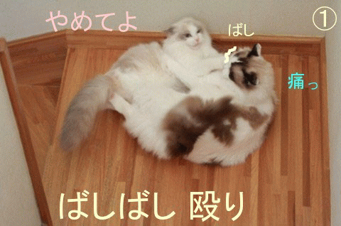 e0214720_1873798.gif