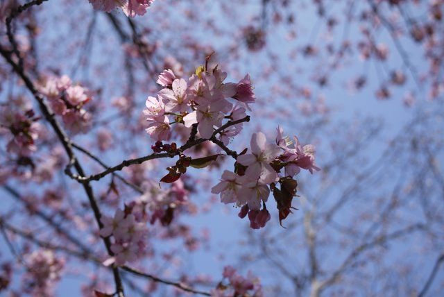 家の前の桜_b0236326_16243313.jpg