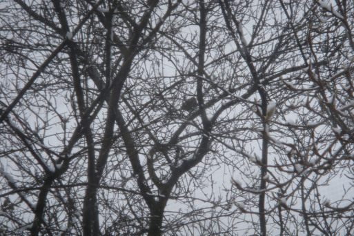 雪_e0226943_018588.jpg