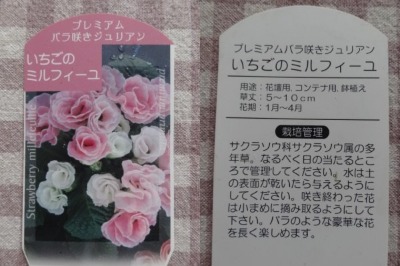 今日のお花_d0165645_11141.jpg