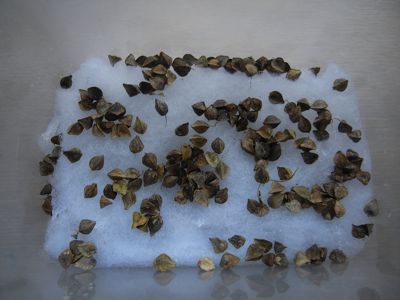 有効発芽率の確認試験_c0063348_928356.jpg