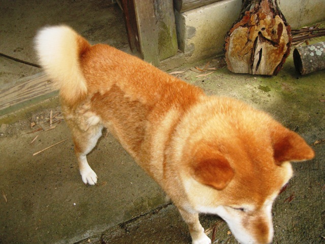 愛犬ジョンと_a0115551_10552195.jpg