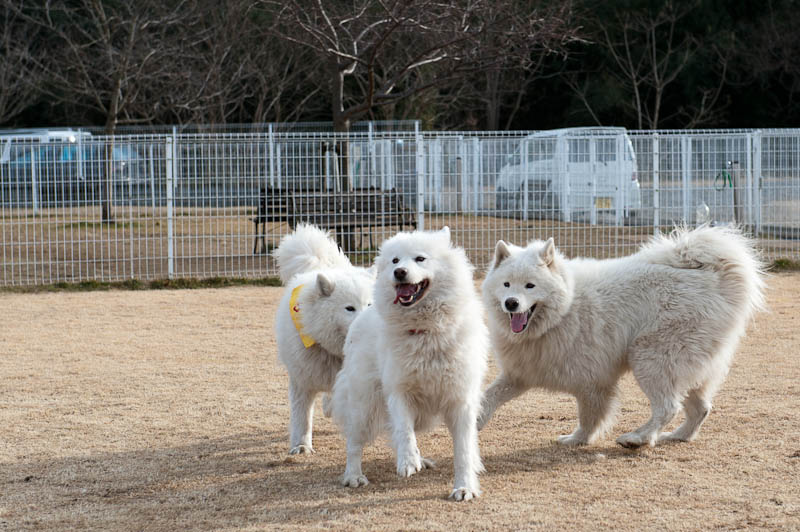 コボの想いを運んで２０１２　いしかわさんオフ　1/15　-2_d0144253_20534220.jpg