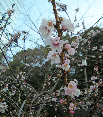 a0001354_22273499.gif