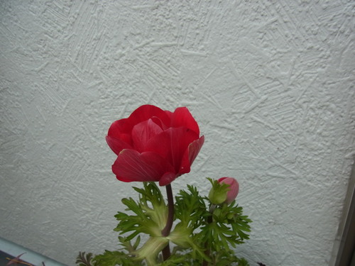 b0194267_20426.jpg