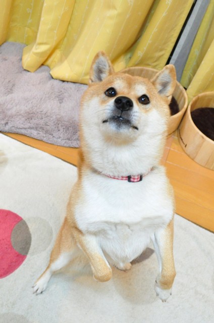 理想的な彼女_a0126590_22495534.jpg