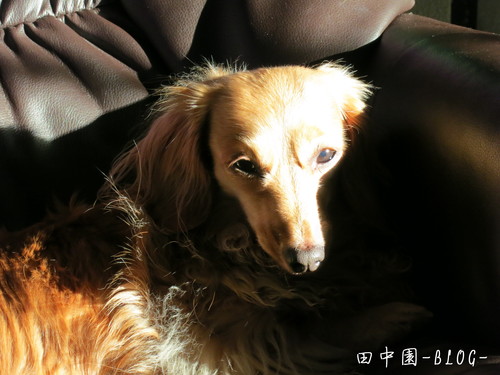 偏頭痛 Part 2_b0200291_22322793.jpg