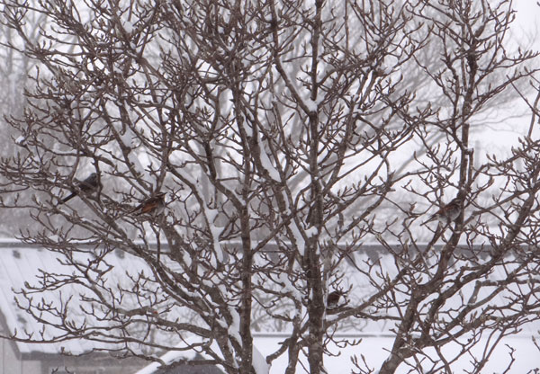 大雪の朝　雀の餌場、ツグミ、動画テスト中など＾＾_a0136293_1714041.jpg