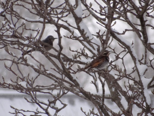 大雪の朝　雀の餌場、ツグミ、動画テスト中など＾＾_a0136293_1715177.jpg