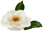 c0074000_19202586.gif