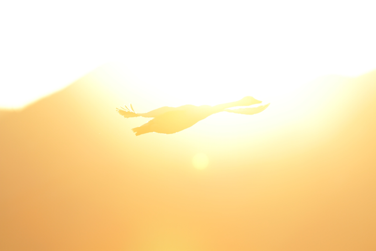 a0155104_119890.jpg