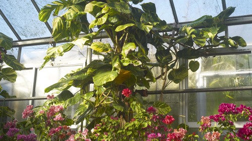 植物園 伊豆_b0212922_14275423.jpg