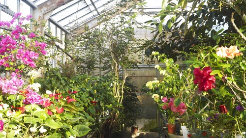植物園 伊豆_b0212922_143152100.jpg