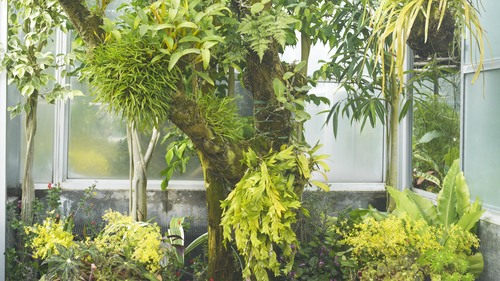 植物園 伊豆_b0212922_1453435.jpg