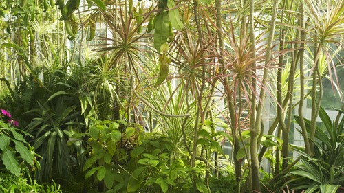 植物園 伊豆_b0212922_15173929.jpg