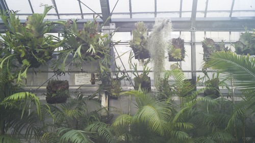 植物園 伊豆_b0212922_15225635.jpg