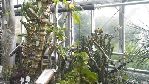 植物園 伊豆_b0212922_15252174.jpg