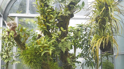植物園 伊豆_b0212922_15295343.jpg