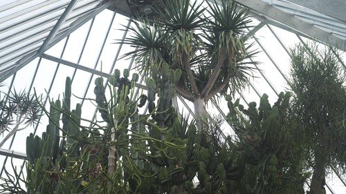 植物園 伊豆_b0212922_15483625.jpg