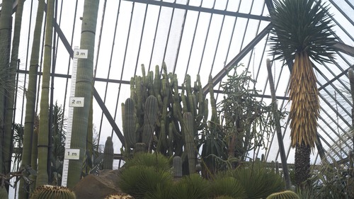 植物園 伊豆_b0212922_15491771.jpg