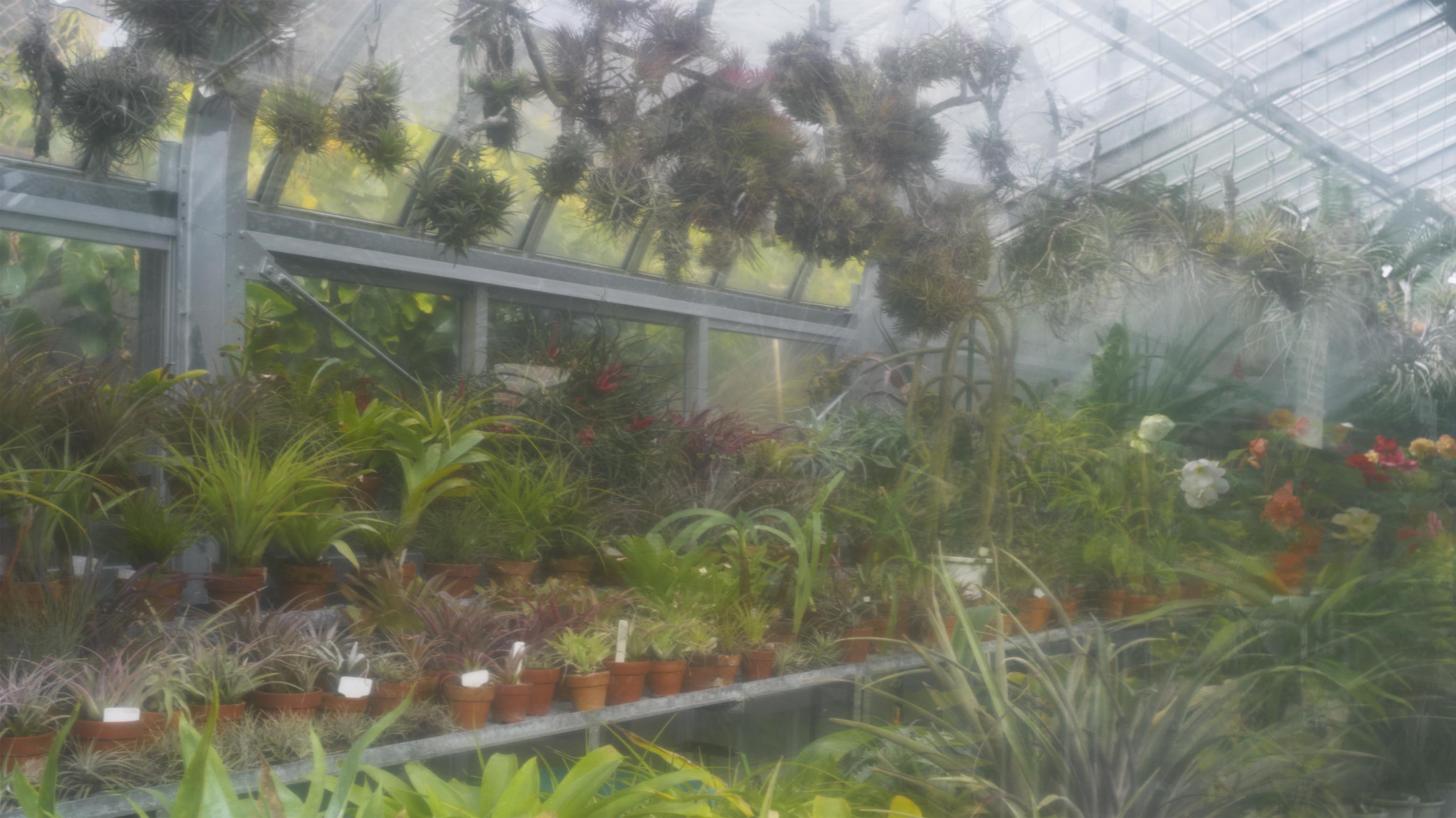 植物園 伊豆_b0212922_1595176.jpg