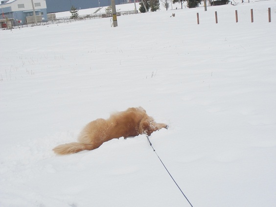 雪降ってるよぉ_f0114128_1117825.jpg