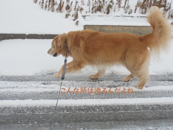 雪降ってるよぉ_f0114128_11254316.jpg