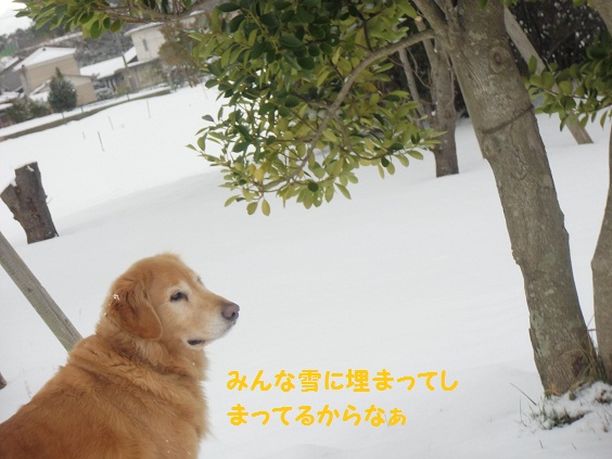 雪降ってるよぉ_f0114128_1137021.jpg