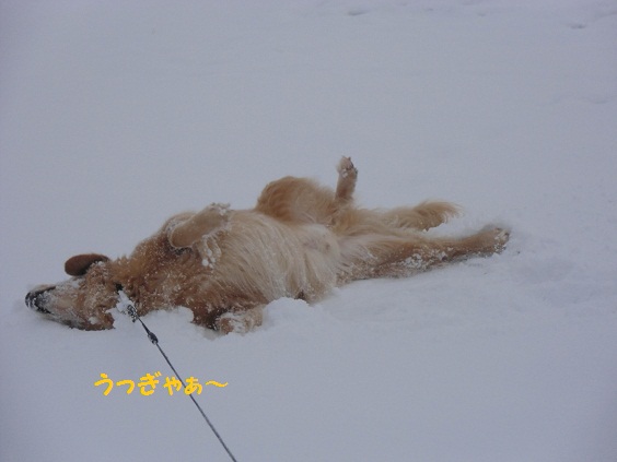 雪降ってるよぉ_f0114128_11384070.jpg